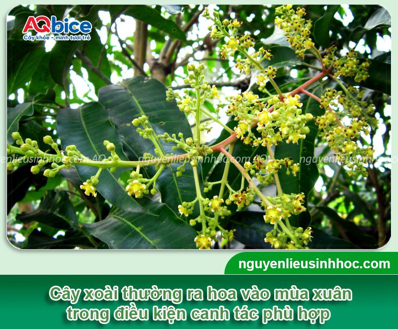 Cây xoài ra hoa vào tháng mấy? Cách kích xoài ra bông đồng loạt