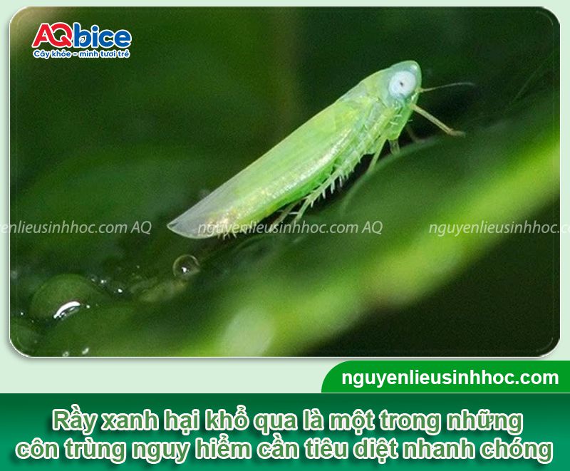 Thuốc đặc trị rầy xanh trên cây khổ qua hiệu quả, an toàn 1 Thuốc đặc trị rầy xanh trên cây khổ qua hiệu quả, an toàn