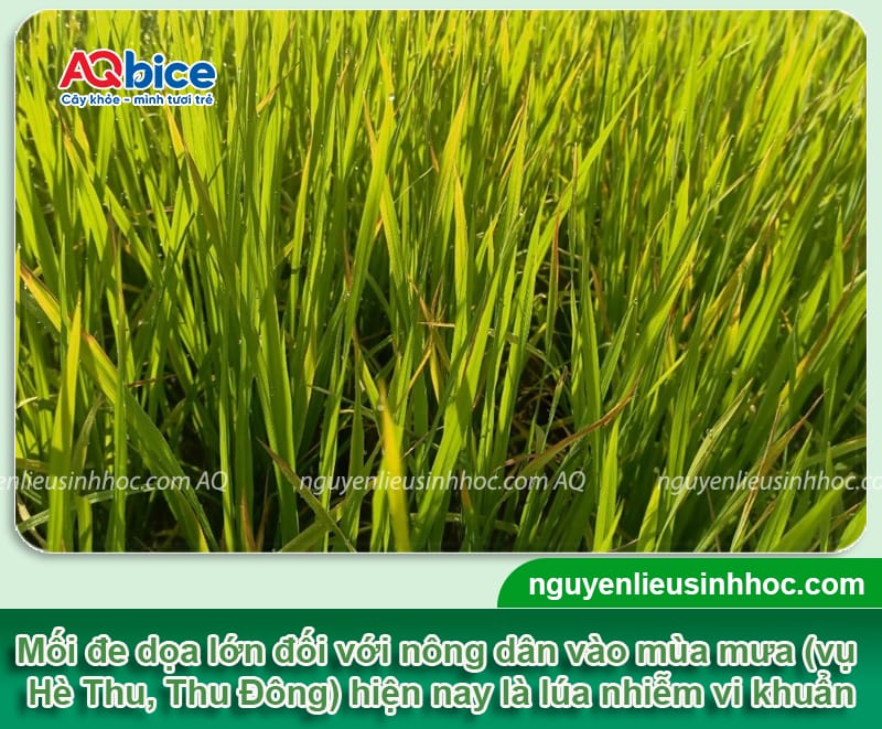 Thuốc đặc trị vi khuẩn trên lúa: Hiệu quả nhanh, vụ bội thu