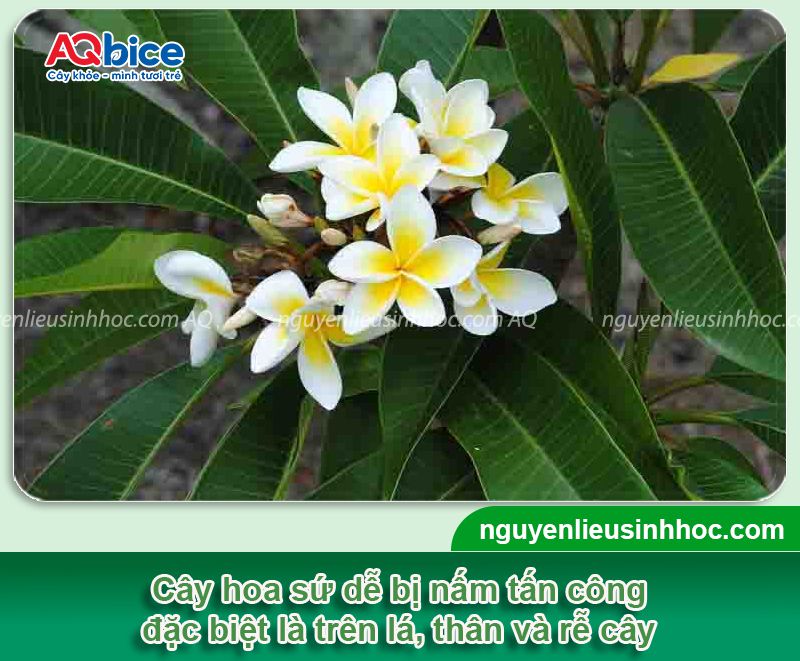 Thuốc trị nấm cho cây sứ dứt điểm, không tái phát lại 1 Thuốc trị nấm cho cây sứ an toàn, hiệu quả vượt trội