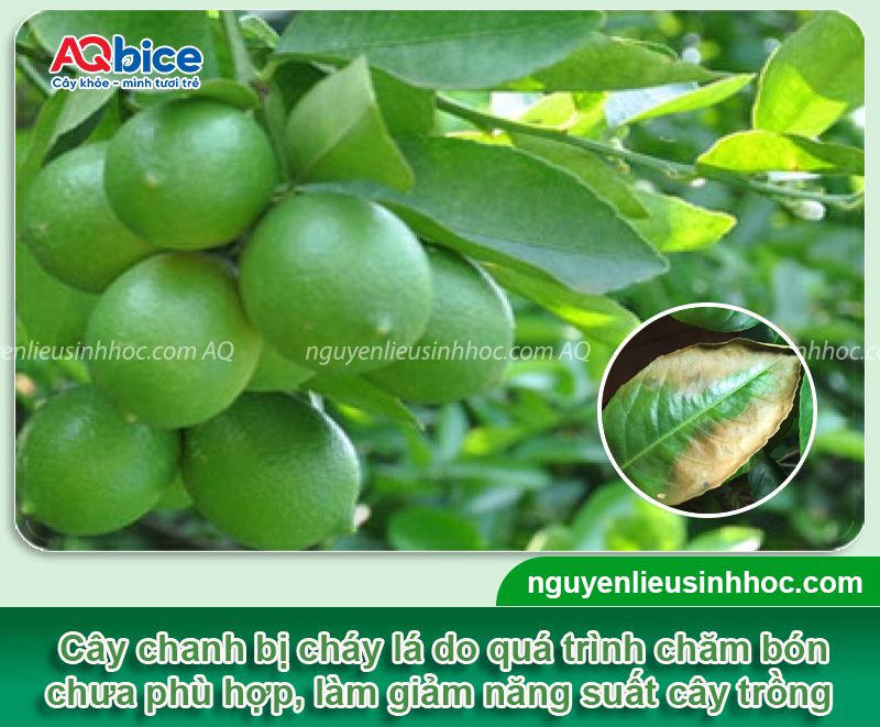 Cây chanh bị cháy lá: Nguyên nhân, cách xử lý kịp thời 1 Cây chanh bị cháy lá: Nguyên nhân, cách xử lý kịp thời hiệu quả