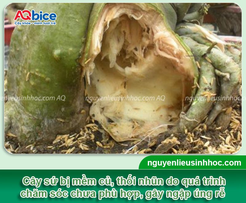Cây sứ bị mềm củ vàng lá do thối rễ và cách xử lý hiệu quả