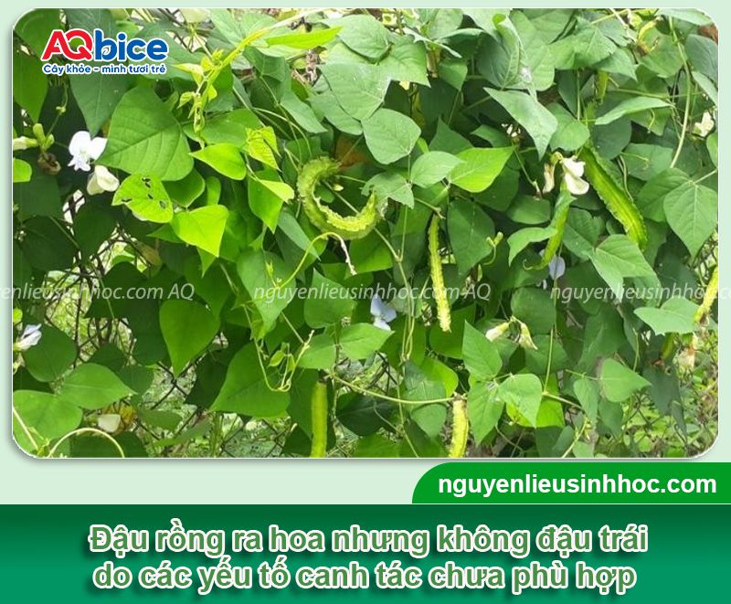 Đậu rồng không ra trái do đâu? Kích cây đậu trái xum xuê 1 Đậu rồng không ra trái do đâu? Kích cây đậu sai quả