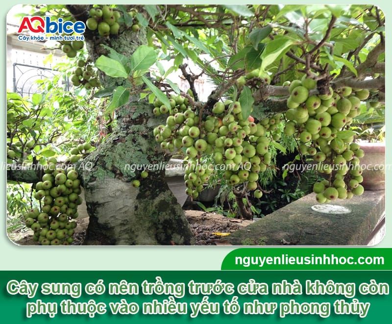 Trồng cây sung trước nhà có tốt không, ý nghĩa phong thủy