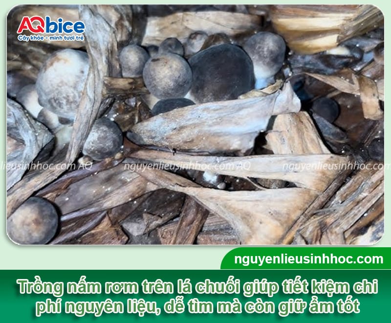 Trồng nấm rơm bằng lá chuối: Giải pháp tiết kiệm, hiệu quả