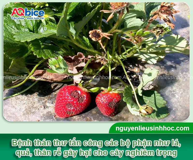 Bệnh thán thư trên dâu tây: Dấu hiệu và Cách xử lý 2 Bệnh thán thư trên dâu tây: Nguyên nhân, biểu hiện và xử lý