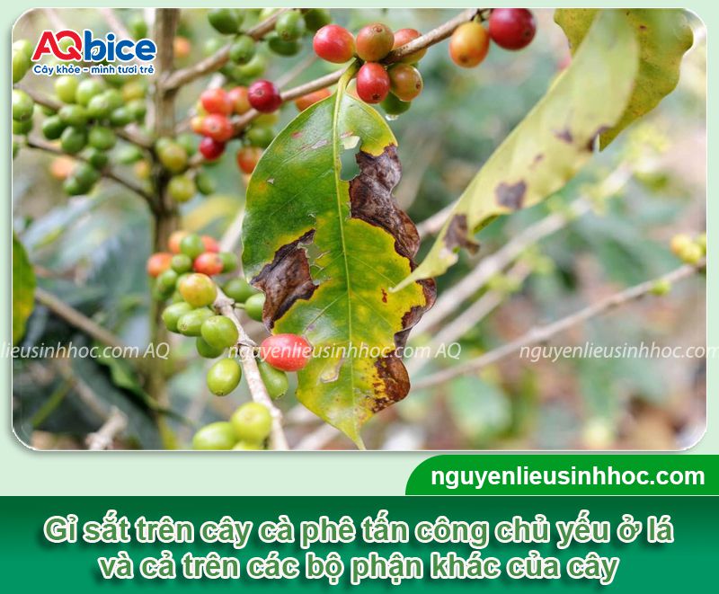 Rỉ sắt cà phê: Nguyên nhân, biểu hiện và Cách xử lý 3 Rỉ sắt cà phê: Nguyên nhân, biểu hiện và cách xử lý