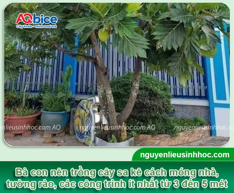Trồng cây sa kê trước nhà có tốt không? Lưu ý vị trí trồng