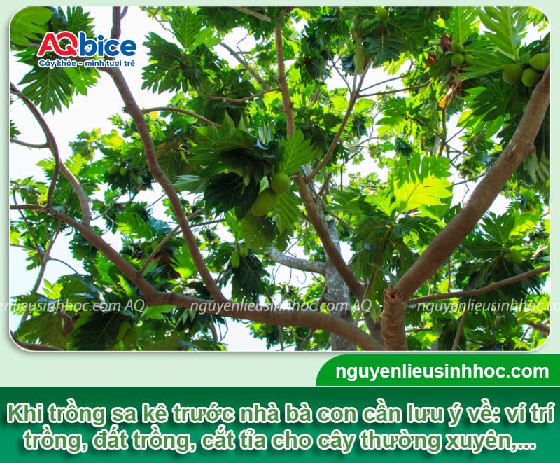 Trồng cây sa kê trước nhà có tốt không? Lưu ý vị trí trồng