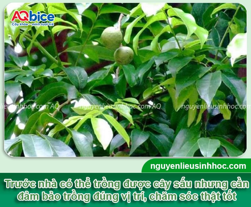Trồng cây sấu trước nhà có tốt không? Cần lưu ý những gì? 3 Trồng cây sấu trước nhà có tốt không? Cần lưu ý những gì?