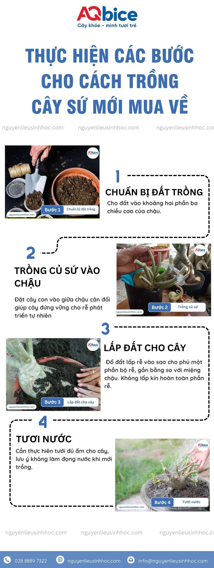 Cách trồng cây sứ mới mua về và chăm bón cây ra hoa rực rỡ 2 Cách trồng cây sứ mới mua về và chăm bón cây ra hoa rực rỡ