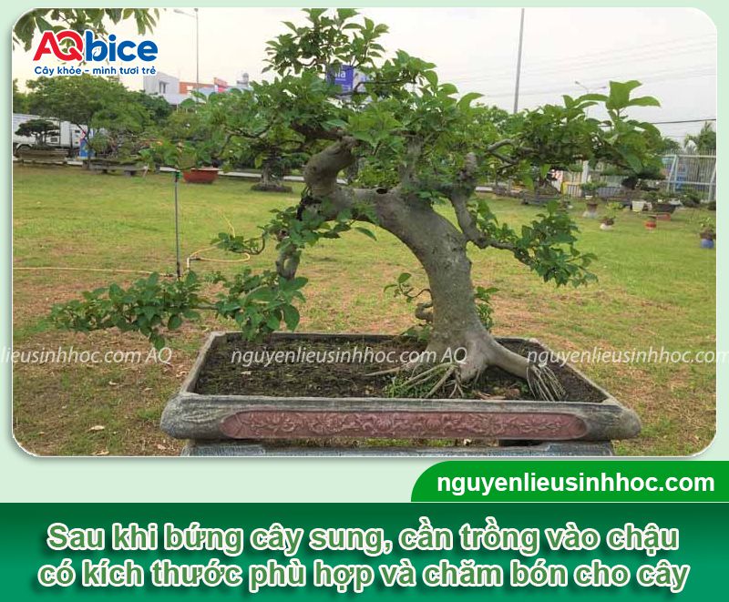 Cách trồng cây sung mới bứng nhanh ra rễ, bám đất tốt 2 Cách trồng cây sung mới bứng nhanh ra rễ và đậu quả