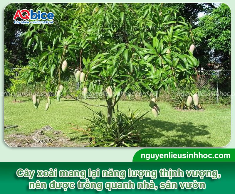 Trồng cây xoài trước nhà có tốt không? Vị trí phù hợp