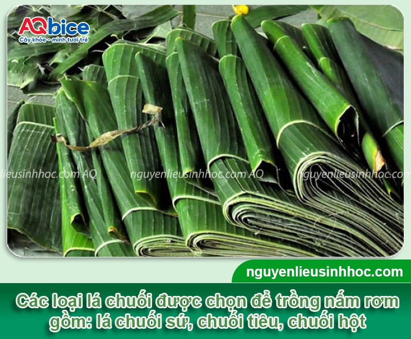 Trồng nấm rơm bằng lá chuối: Giải pháp tiết kiệm, hiệu quả 4 Trồng nấm rơm bằng lá chuối: Giải pháp tiết kiệm, hiệu quả