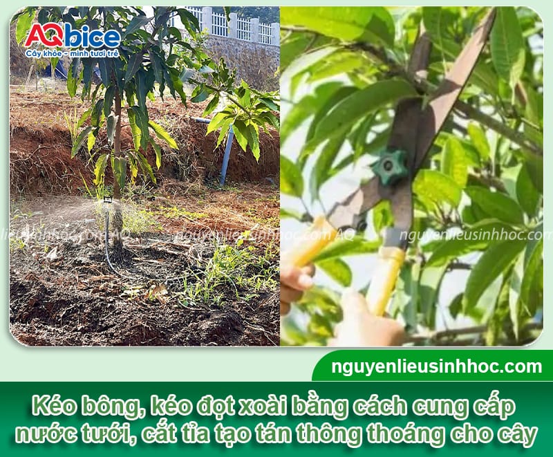 Hướng dẫn cách kéo đọt xoài giúp bật đọt mạnh, tán khỏe
