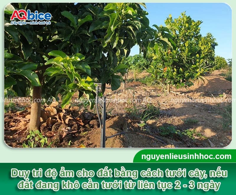 Kéo đọt bơ để hoa ra đều: Cách thực hiện và lưu ý quan trọng