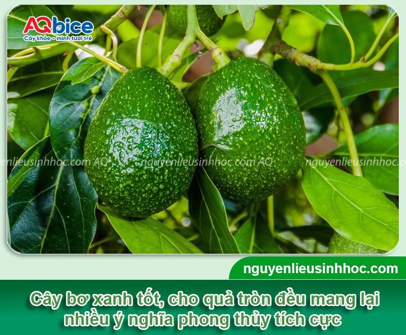 Trồng cây bơ trước nhà có tốt không? Ý nghĩa phong thủy