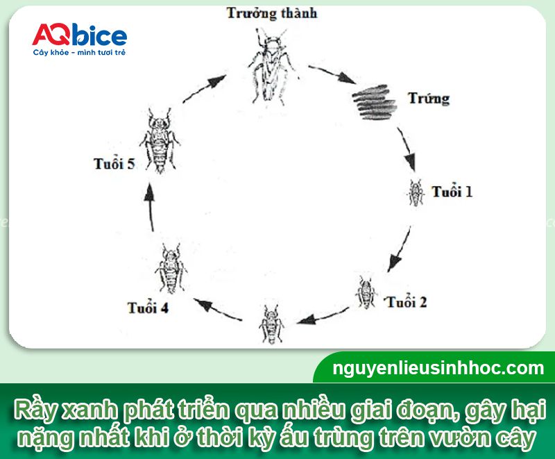 Thuốc đặc trị rầy xanh trên cây khổ qua hiệu quả, an toàn 2 Thuốc đặc trị rầy xanh trên cây khổ qua hiệu quả, an toàn