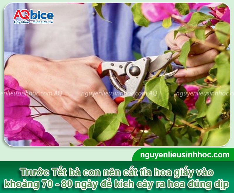 Thời điểm cắt tỉa hoa giấy để trổ bông vào dịp Tết 2026 2 Thời điểm cắt tỉa hoa giấy trổ bông vào dịp Tết 2026