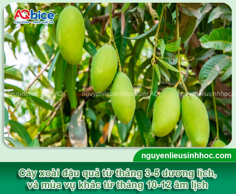 Cây xoài ra quả vào tháng mấy? Cách dưỡng quả ra sai trĩu 1 Cây xoài ra quả vào tháng mấy? Dưỡng quả chín, chống rụng non