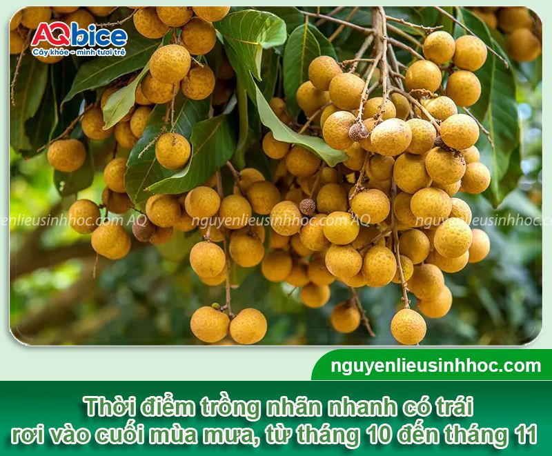 Trồng nhãn bao lâu có trái? Chăm sóc nhãn nhanh thu hoạch