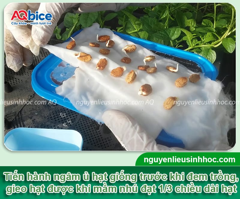 Hướng dẫn kỹ thuật trồng khổ qua lai F1 để dàn ra nhiều trái