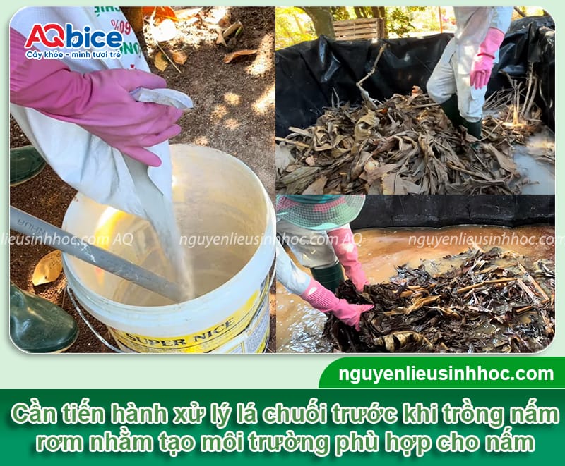 Trồng nấm rơm bằng lá chuối: Giải pháp tiết kiệm, hiệu quả 5 Trồng nấm rơm bằng lá chuối: Giải pháp tiết kiệm, hiệu quả