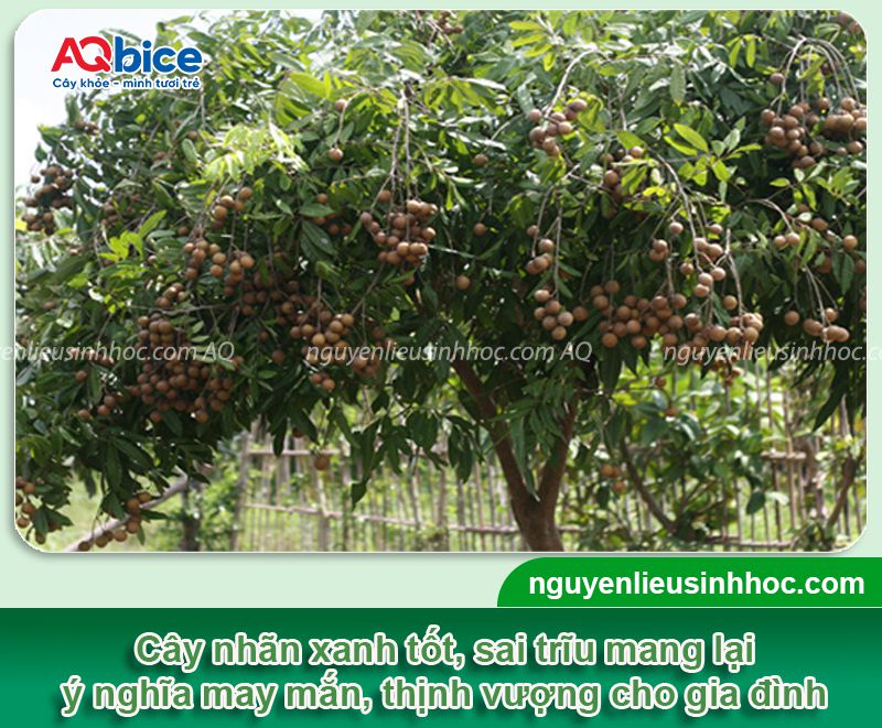 Trồng cây nhãn trước nhà có tốt không? Ý nghĩa phong thủy 2 Trồng cây nhãn trước nhà có tốt không? Ý nghĩa phong thủy