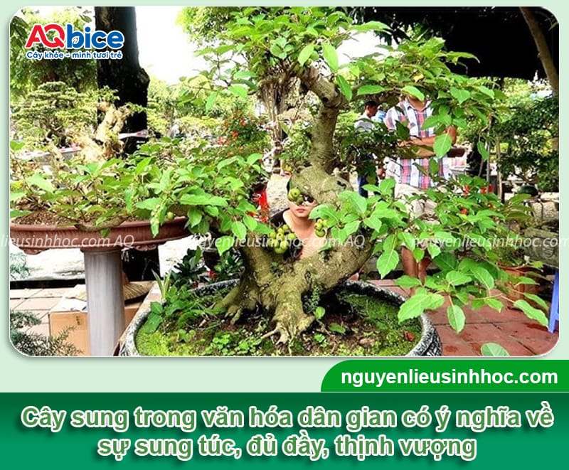 Trồng cây sung trước nhà có tốt không, ý nghĩa phong thủy