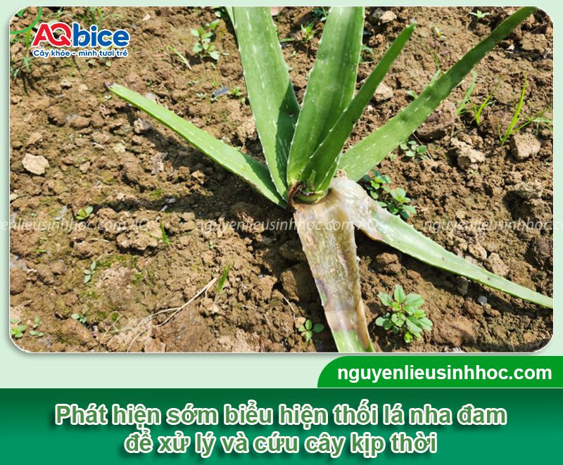 Cây nha đam bị thối lá: Nguyên nhân, biểu hiện, cách xử lý 2 Cây nha đam bị thối lá: Nguyên nhân, biểu hiện, cách xử lý