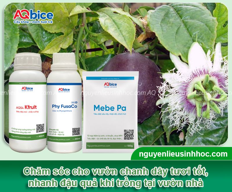 Trồng cây chanh dây trước nhà có tốt không? Ý nghĩa phong thủy