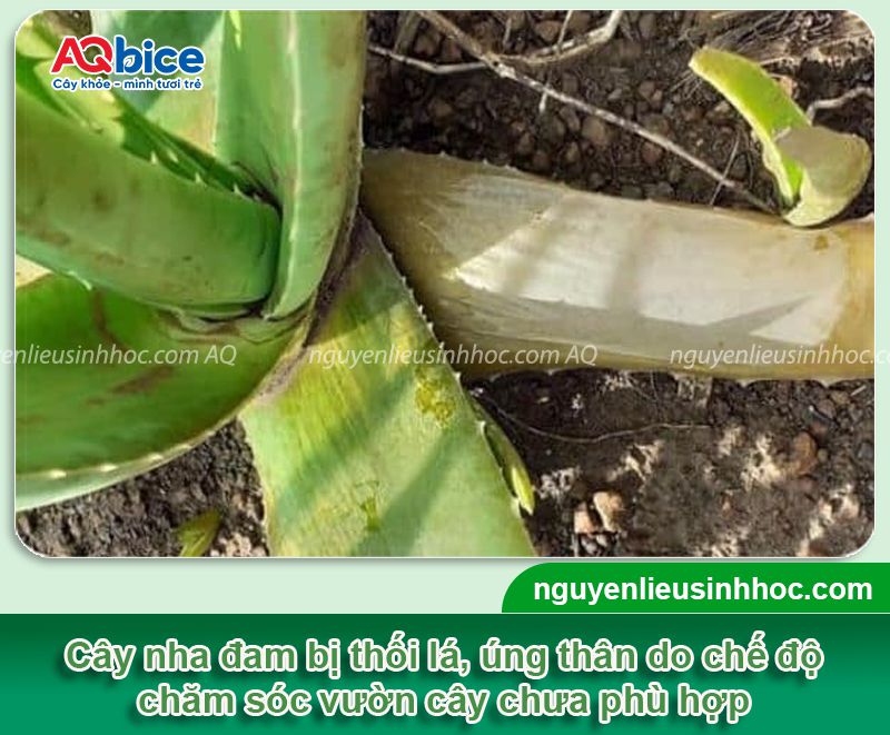 Cây nha đam bị thối lá: Nguyên nhân, biểu hiện, cách xử lý 3 Cây nha đam bị thối lá: Nguyên nhân, biểu hiện, cách xử lý
