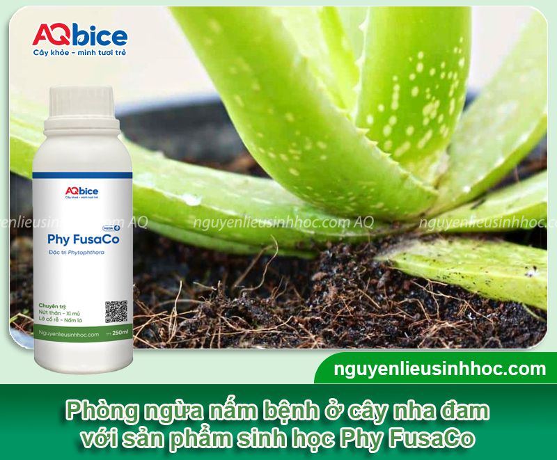 Cây nha đam bị thối lá: Nguyên nhân, biểu hiện, cách xử lý