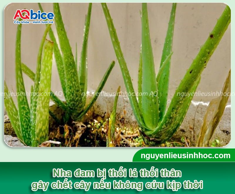 Cây nha đam bị thối lá: Nguyên nhân, biểu hiện, cách xử lý 1 Cây nha đam bị thối lá: Nguyên nhân, biểu hiện, cách xử lý