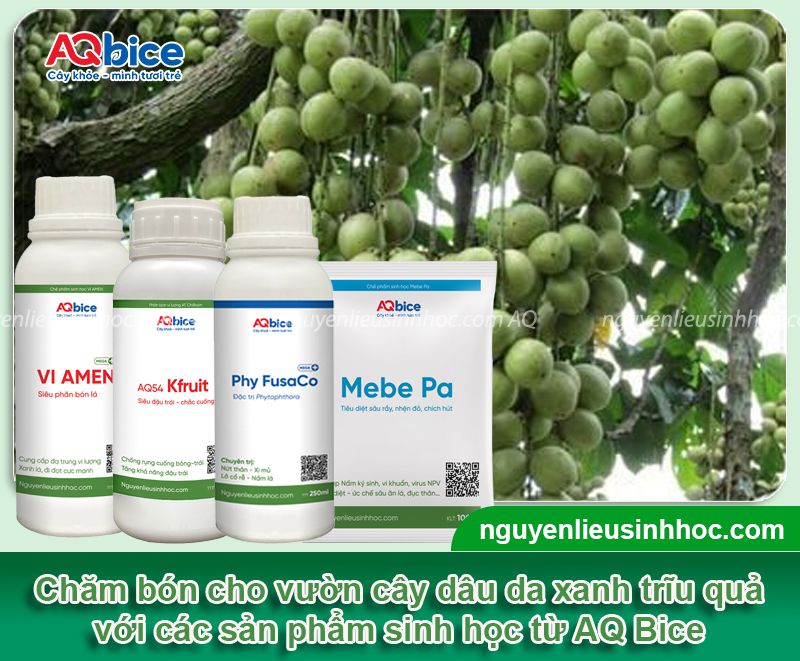 Hướng dẫn kỹ thuật trồng cây dâu da xanh từ A đến Z 4 Kỹ thuật trồng cây dâu da xanh và cách chăm sóc cho trái sai trĩu