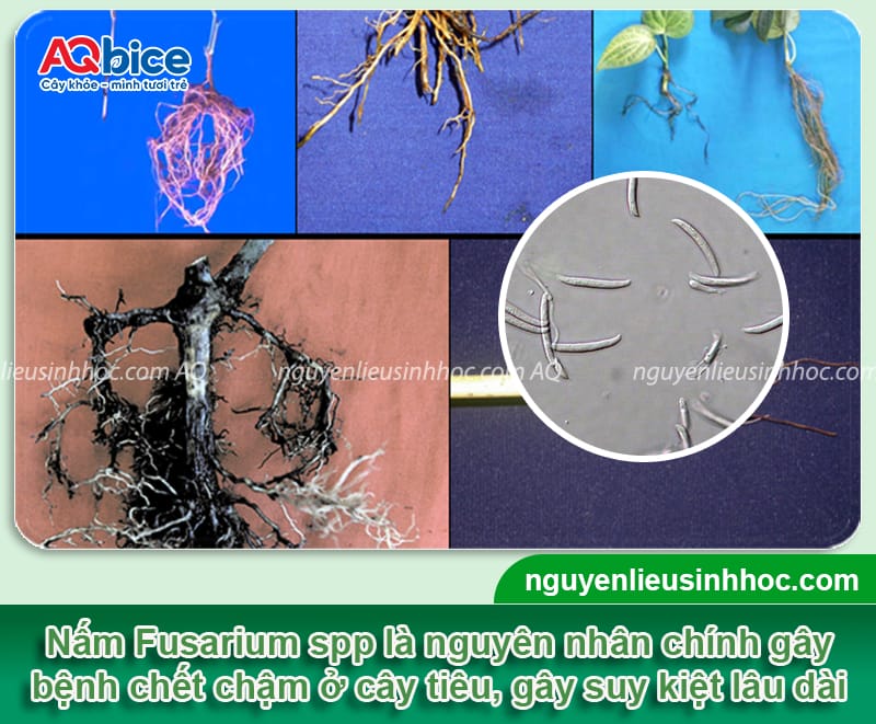 Kinh nghiệm chọn thuốc trị nấm cho cây tiêu đạt hiệu quả cao 3 Kinh nghiệm chọn thuốc trị nấm cho cây tiêu đạt hiệu quả cao
