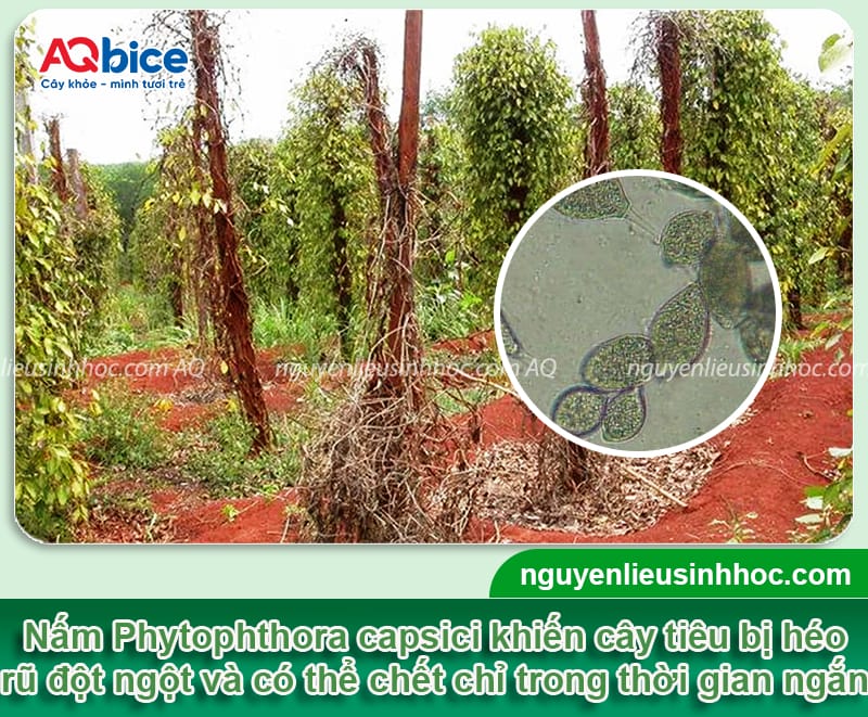Kinh nghiệm chọn thuốc trị nấm cho cây tiêu đạt hiệu quả cao 2 Kinh nghiệm chọn thuốc trị nấm cho cây tiêu đạt hiệu quả cao