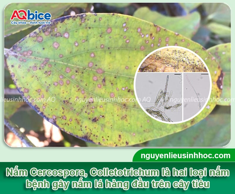 Kinh nghiệm chọn thuốc trị nấm cho cây tiêu đạt hiệu quả cao 5 Kinh nghiệm chọn thuốc trị nấm cho cây tiêu đạt hiệu quả cao