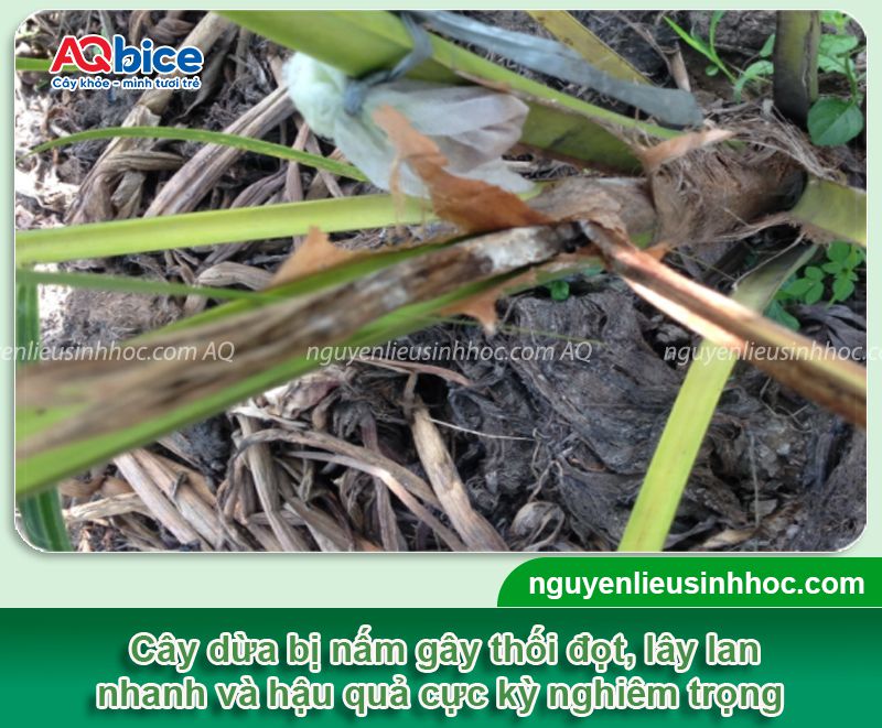 Thuốc trị nấm cho cây dừa: Hiệu quả nhanh, diệt nấm tận gốc 3 Thuốc trị nấm cho cây dừa an toàn, hiệu quả vượt trội