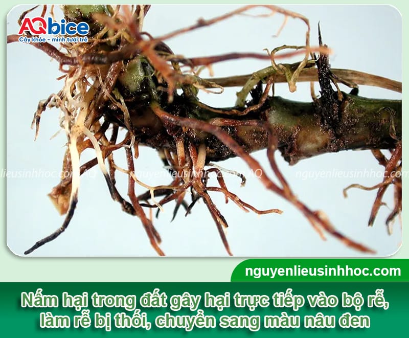Kinh nghiệm chọn thuốc trị nấm cho cây tiêu đạt hiệu quả cao 4 Kinh nghiệm chọn thuốc trị nấm cho cây tiêu đạt hiệu quả cao