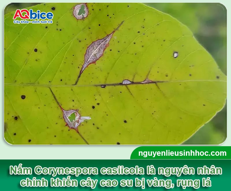 Dấu hiệu của bệnh vàng lá cao su và Cách xử lý hiệu quả