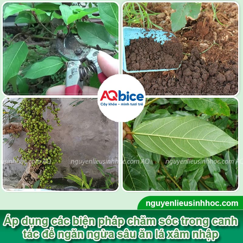 Nhận biết sâu cây sung và cách phòng trừ an toàn, hiệu quả