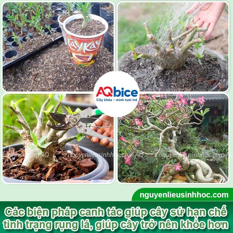 Vì sao cây sứ bị rụng lá? Cách xử lý đơn giản mà hiệu quả