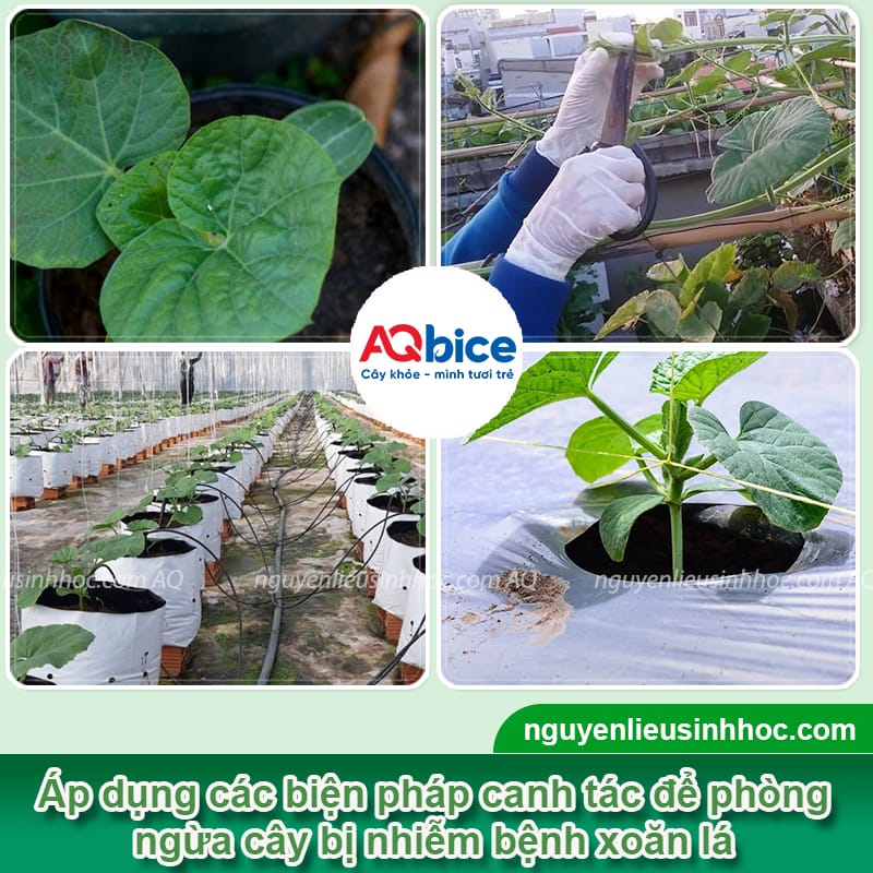 Cây bầu bị xoăn lá nguyên nhân do đâu và cách phòng bệnh