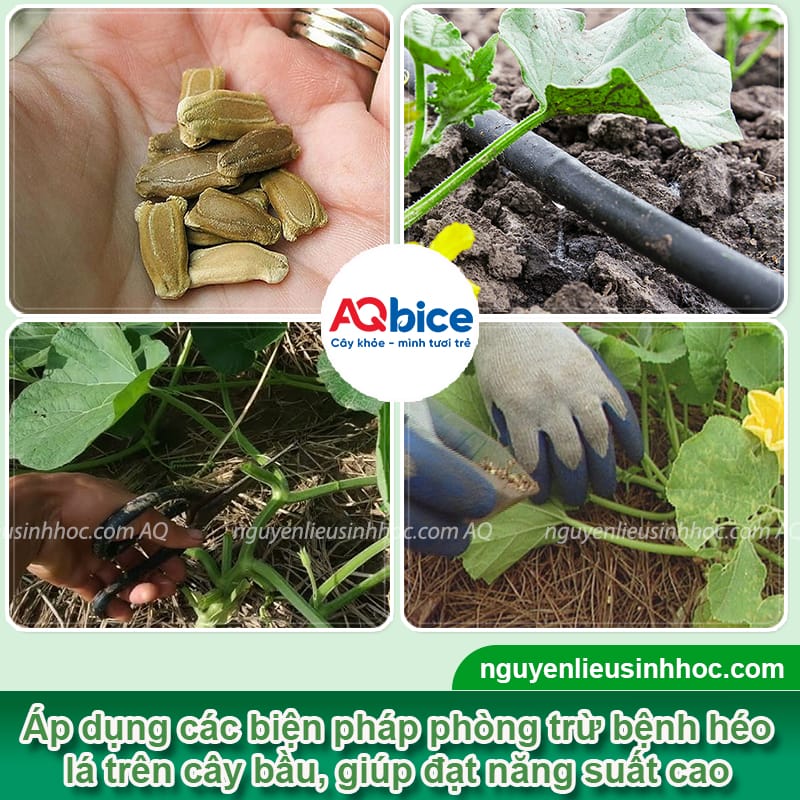 Nguyên nhân cây bầu bị héo lá và Cách xử lý dứt điểm 4 Nguyên nhân cây bầu bị héo lá và cách xử lý hiệu quả