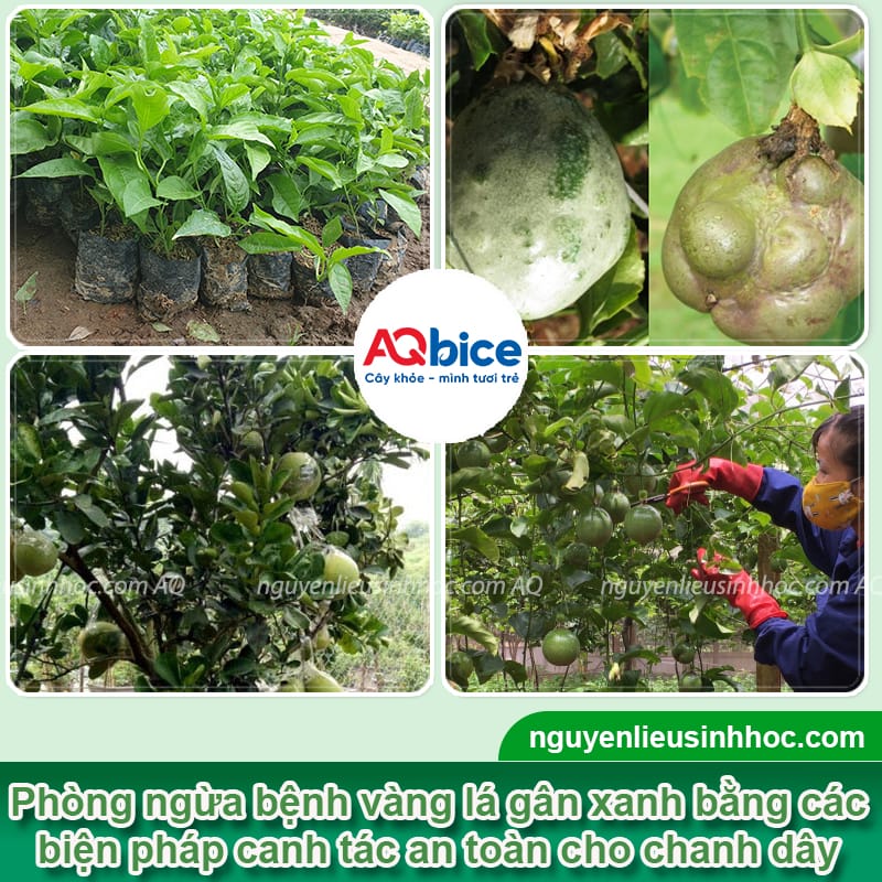 Phòng trừ bệnh vàng lá gân xanh trên cây chanh dây hiệu quả