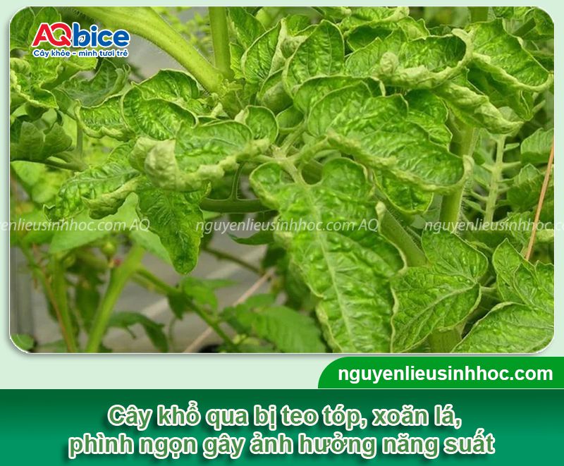 Khổ qua bị phình ngọn do đâu và Cách phòng trị hiệu quả 2 Khổ qua bị phình ngọn: Nguyên nhân, phòng trị hiệu quả