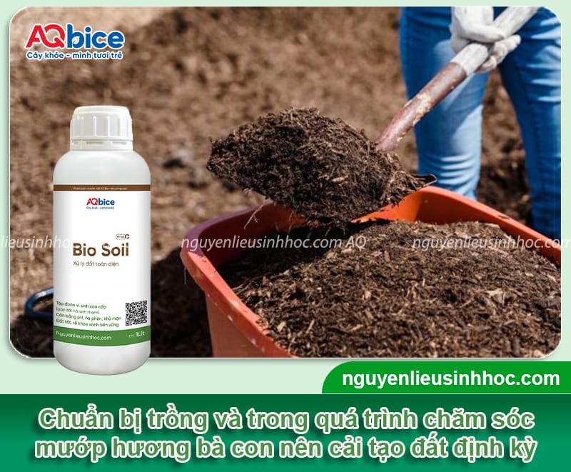 Thời vụ trồng mướp hương ở miền Bắc diễn ra khi nào? 5 Thời vụ trồng mướp hương ở miền Bắc diễn ra khi nào?