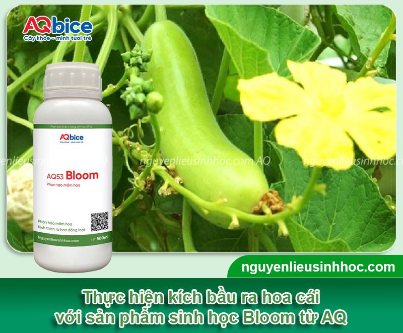 Cách làm cây bầu ra hoa cái đúng kỹ thuật cho năng suất cao