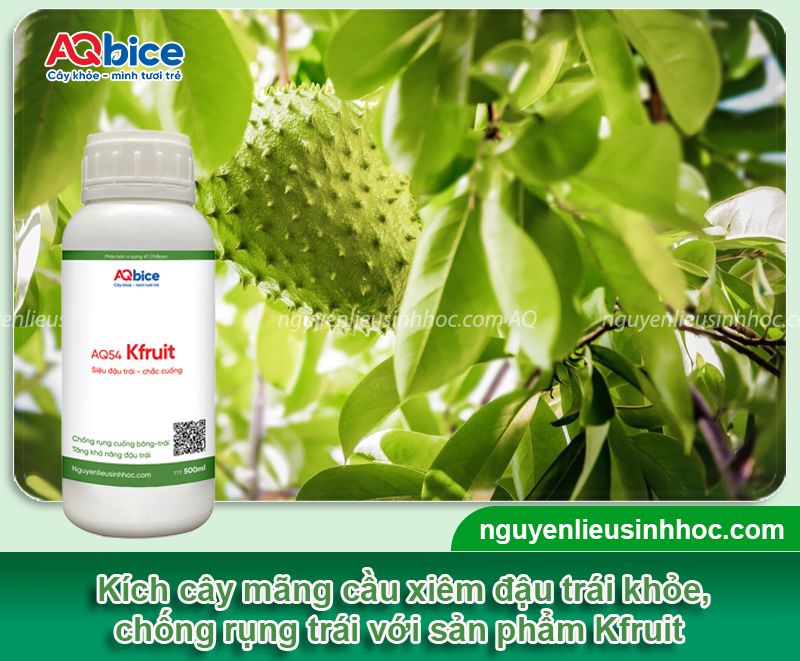 Cách làm cho mãng cầu xiêm đậu trái năng suất cao